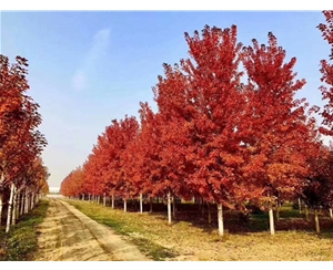 紅點(diǎn)紅楓