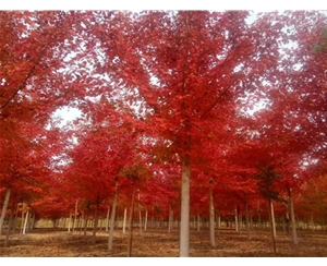 美國(guó)紅楓