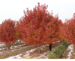 叢生美國(guó)紅楓