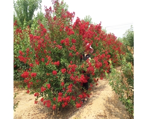 叢生美國(guó)大紅紫薇